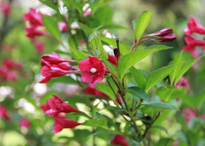 Relax - & Hallenbad & Relaxgarten * בודנמאיס